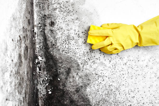 Mold Testing and Removal in Caoncito, NM