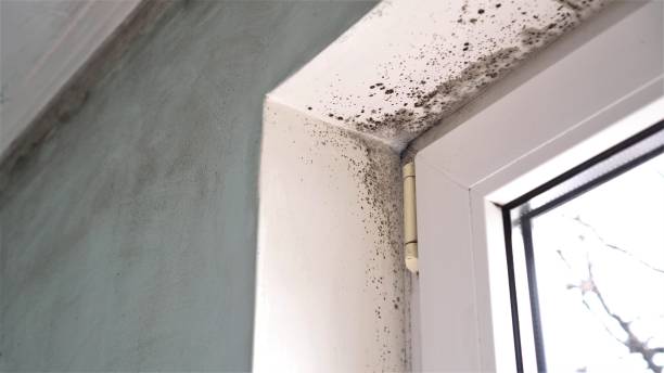 Best Crawl Space Mold Removal  in Caoncito, NM