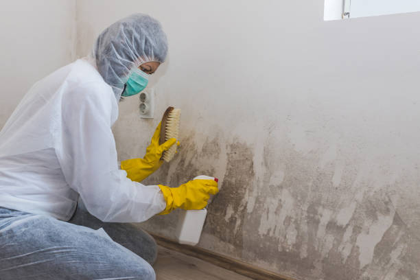 Best Home Mold Removal  in Caoncito, NM