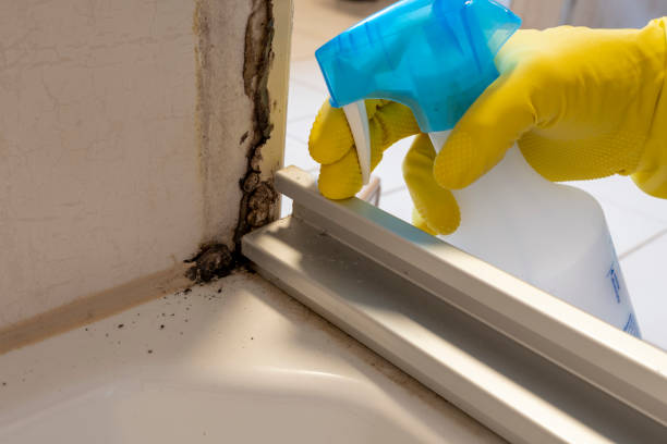 Best Black Mold Removal  in Caoncito, NM