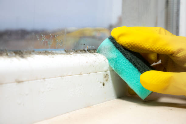 Best Fast Mold Removal  in Caoncito, NM