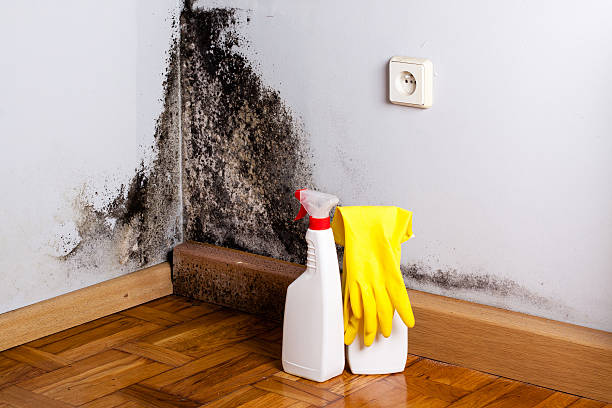 Best Mold Testing and Removal  in Caoncito, NM