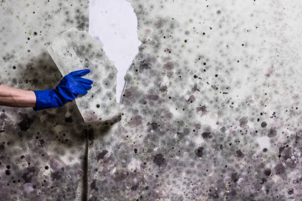 Best Mold Remediation Services  in Caoncito, NM