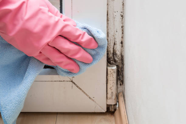 Best Office Mold Removal Services  in Caoncito, NM